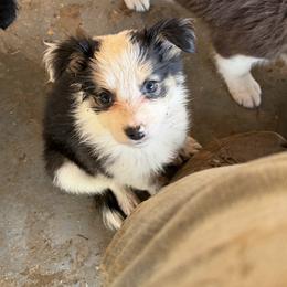 Fancy - Tri-color female Border Collie puppy in Benson, Arizona from Twisted Acres Border Collies and Mudi