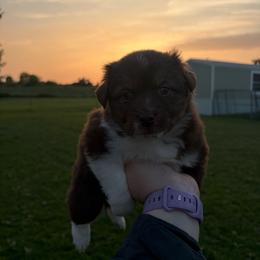 KitKat - Red tri female Miniature Australian Shepherd puppy in Weatherford, Texas from F & T Aussies