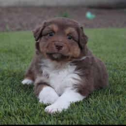 Australian Shepherd Puppies from FaithsAussies