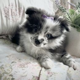 Gamora - Pomeranian puppy from Pleasant Lake, Pom Pups