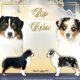 Miniature American Shepherd puppies from Brassy Acres Miniature American Shepherds