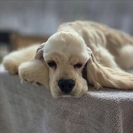 Stirling - Buff male Cocker Spaniel puppy in Gate City, Virginia from Top Notch Cocker Spaniels