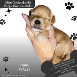 Esme - Apricot female Goldendoodle puppy in Fort Lupton, Colorado from Puppy Paws Colorado