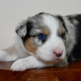 Male 2 - Blue merle male Australian Shepherd puppy in Hamilton, New Jersey from Birch Haus