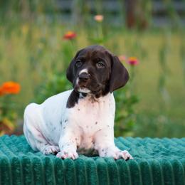 Sandpiper - Liver and white female German Shorthaired Pointer puppy in Chocowinity, North Carolina from Foxtail Hollow