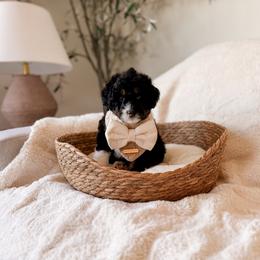 Atlas - Black and white male Bernedoodle puppy in Cold Spring, Minnesota from A.N.A. Doodles