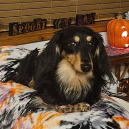 Brody - Dachshund