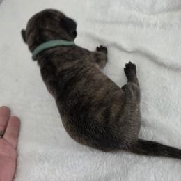 Brindle Boy Teal collar - Black male Great Dane puppy in Hickman, Kentucky from Tidal Wave Danes
