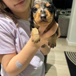 Roxy - Dapple female Dachshund puppy in Tomball, Texas from Gutierrez House of Doxies