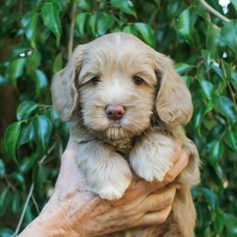 Bailey - Caramel cream male Australian Labradoodle puppy in Menifee, California from Angel Coast Australian Labradoodles