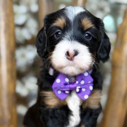 Blossom - Purple - Tri-color female Bernedoodle puppy in Yuciapa, California from AlltheDoodlez_