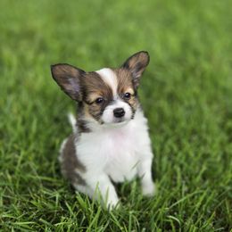 Papillon Puppies from Home Raised Papillon Puppies