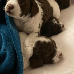 Lagotto Romagnolo Puppies from Joyful Heart
