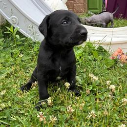 Clue - Black and white male Xoloitzcuintli puppy in Manitowoc, Wisconsin from Wonderland Kennel