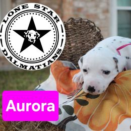 Aurora - White and black female Dalmatian puppy in Katy, Texas from Lone Star Dalmatians