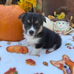 Joey - Black and tan male Pembroke Welsh Corgi puppy in Stillwater, Oklahoma from Steele Family Farms