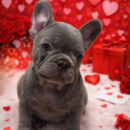 Bloosm - Blue female French Bulldog puppy in Windsor, Colorado from NOCO French Bulldogs
