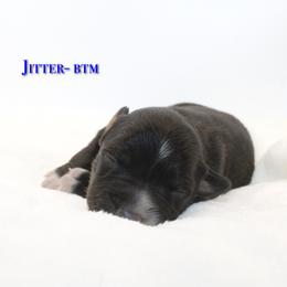 Jitter - Black tri-color male Australian Shepherd puppy in Coldwater, Michigan from Northern Star Australian Shepherds