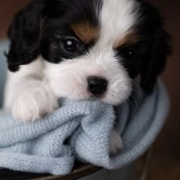 Cavalier King Charles Spaniels from Sanders Sweet Cavaliers