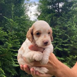 Gidget - Brown and white female Cockapoo puppy in Strasburg, Pennsylvania from Dana's Domain Cockapoos