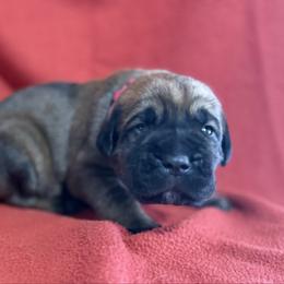 Hot Pink - Fawn female Cane Corso puppy in Paris, Texas from Knucklehead Cane Corso