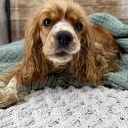 Clara - Cocker Spaniel