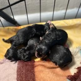 Morkies from Khloe’s House