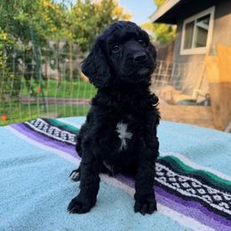 Poodle Puppies from Jewells Poodles