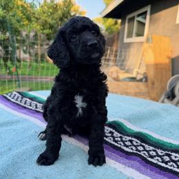 Poodle Puppies from Jewells Poodles