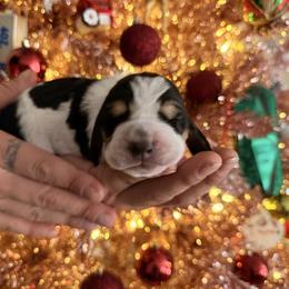 Tequila Katie - Black brown and white female Basset Hound puppy in Lubbock, Texas from Hound House