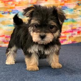 Grace SMALL - Black & tan tri-color female Morkie puppy in Monticello, Iowa from Ashley’s Puppies