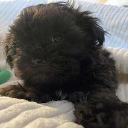 Shihpoos and Shih Tzus from Thunder Doodle Kennels