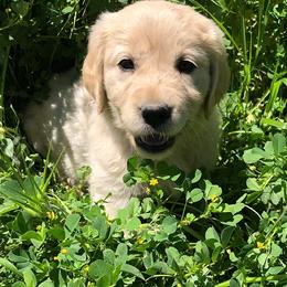 Golden Retriever Puppies from High Sierra Goldens