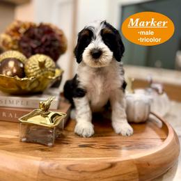 Marker - Tri-color male Bernedoodle puppy in Jackson, Mississippi from T.M. Poodles & Doodles