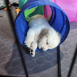 Golden Retriever Puppies from Seascape Golden Retrievers