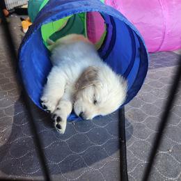 Golden Retriever Puppies from Seascape Golden Retrievers