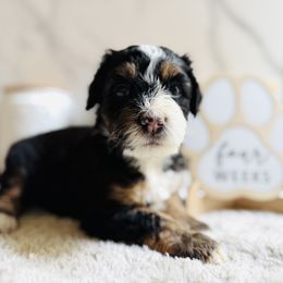 Linzer- Teal Collar Female - Tri-color female Bernedoodle puppy in Katy, Texas from Bluebonnet Bernedoodles of Southeast Texas