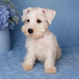 Stymie - White male Miniature Schnauzer puppy in Bloomington, California from Michael's Minis