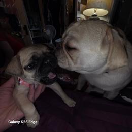 Lily (Pink collar) - Fawn female Pug puppy in Spokane, Washington from Kapelac's Royal Pugs