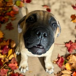 Bullmastiff Puppies from Ambrosia Mastiffs