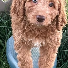 Liberty - Red female Bernedoodle puppy in Caldwell, Idaho from Treasure Valley Poodles