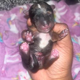 Boy 1 - Merle male Yorkipoo puppy in Gastonia, North Carolina from Dynasty Kennel