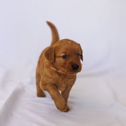 Golden Retriever Puppies from Golden Wiggle Retrievers