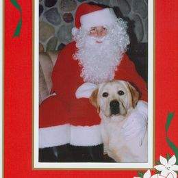 Labrador Retriever Puppies from Cecilie Drege