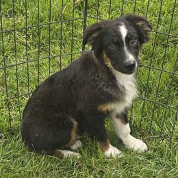 Mike - Black tri-color male Australian Shepherd puppy in Ogden, Utah from Charmed Australian Shepherds