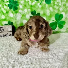 Girl three - Chocolate and cream female Dachshund puppy in Lakeland, Florida from Ruthie’s Rich Mini Dachshunds