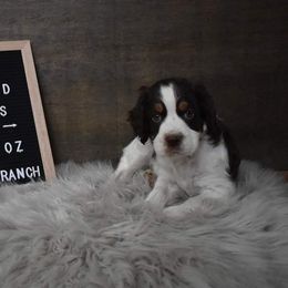 English Springer Spaniel Puppies from Riled Up Ranch Springer Spaniel Puppies