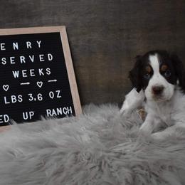 English Springer Spaniel Puppies from Riled Up Ranch Springer Spaniel Puppies