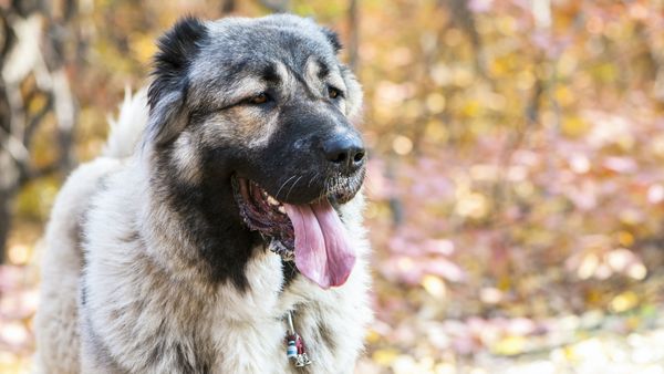 Find Armenian Gampr puppies for sale