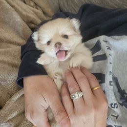 Pebbles - Cream Pomeranian puppy in Littleton, Colorado from Blaylock's Pomeranian Puppies